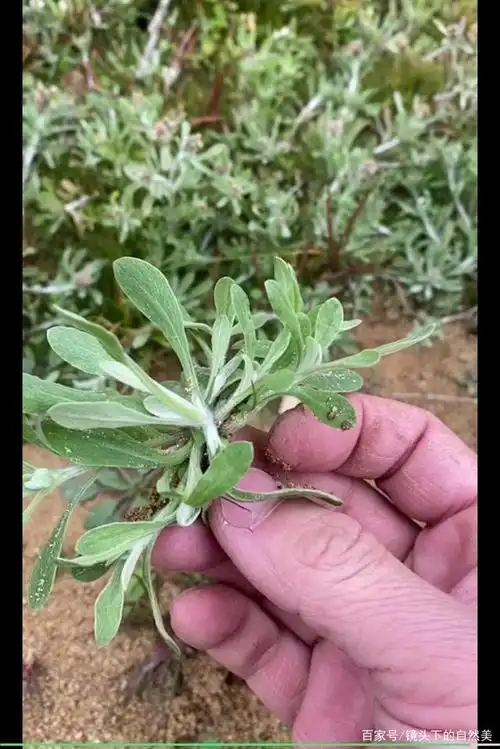 清明粿由野生鼠曲草鼠麴草制作,带着自然的野草香,比艾草更香.