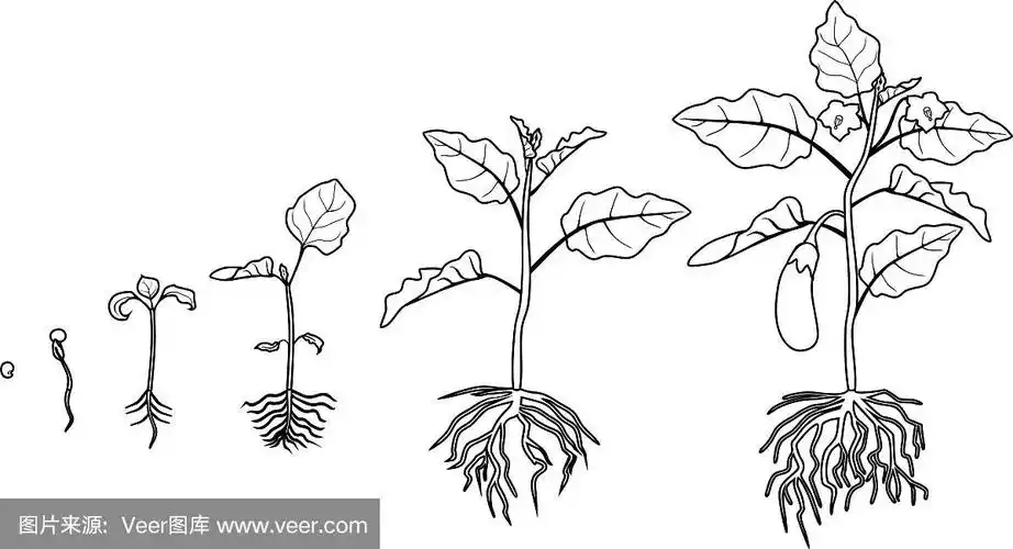 植物,水果,新生活,茄子,根部