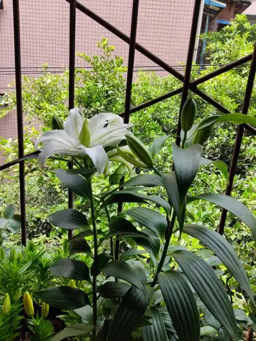 白色重瓣百合切花5元有人要吗