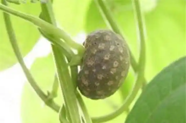 图为黑骨藤植株果实图片,市场上卖的干货最多5元一公斤,但是新鲜的