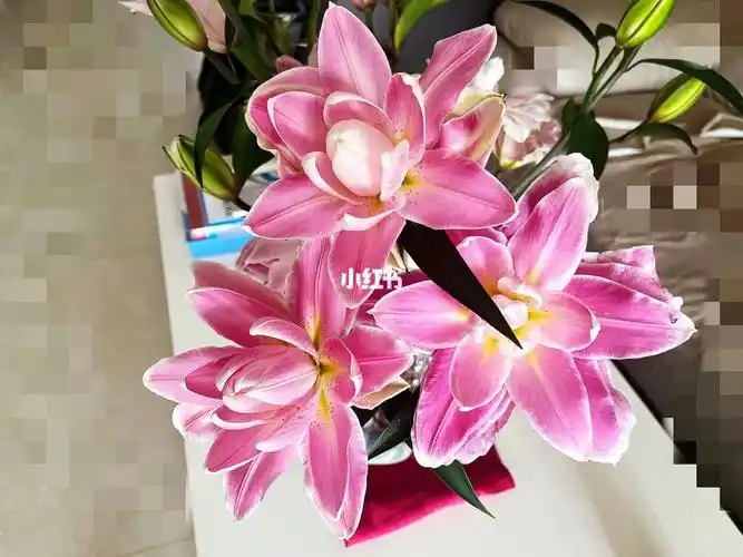 太平盛世重瓣百合