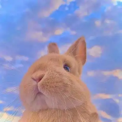 高清超萌可爱宠物兔子微信头像图片