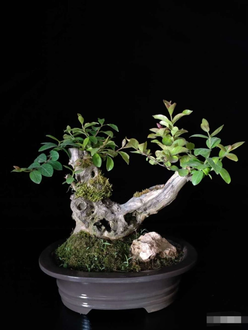 老桩艺术盆景给人一种自然的沧桑美感,老桩越怪异越有艺术价值