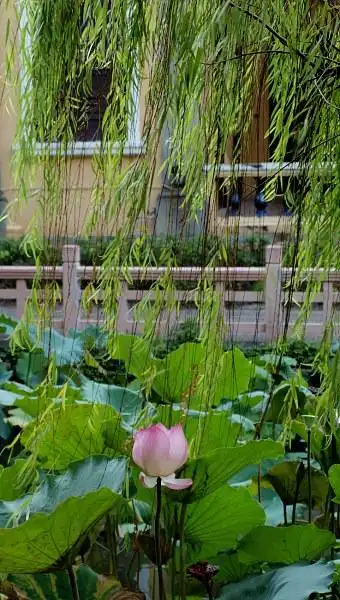 当荷花遇上垂柳