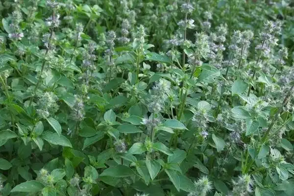 荆芥的别名叫什么 - 农敢网