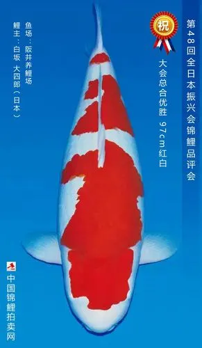 2亿300万日元(1300余万人民币)的锦鲤,据说是送给