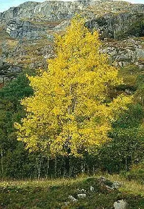 植物花卉 瑞典国花--欧洲白蜡