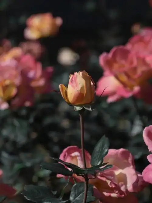 玫瑰到了花期我很想你