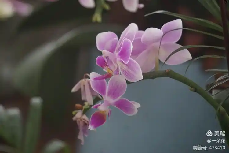 这朵兰花是花中四君子最美最雅最幽香的花