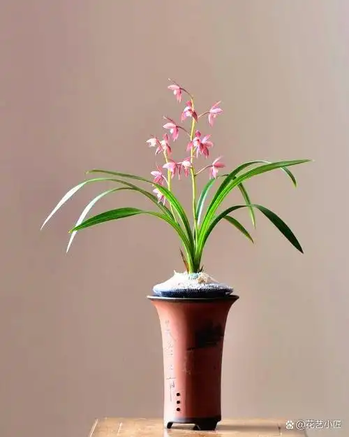 兰花是我国的名贵花卉品种,养兰,赏兰成为咱们生活中最重要的一部分.