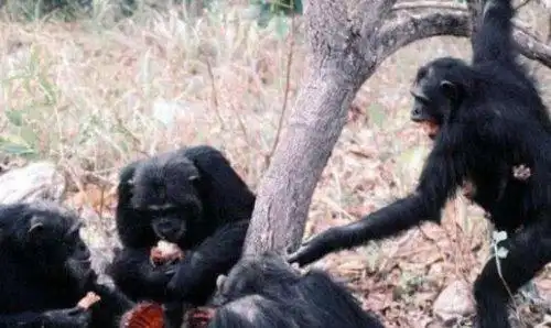 菲律宾恐怖食人猴事件图片5人被吃最后被军队剿灭