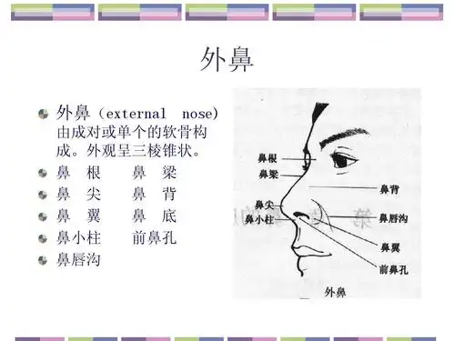 鼻的应用解剖学和生理学ppt