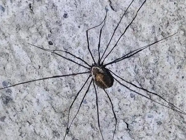 海蜘蛛用四亿多年证明了一个道理:"只要足够废物,就没天敌"