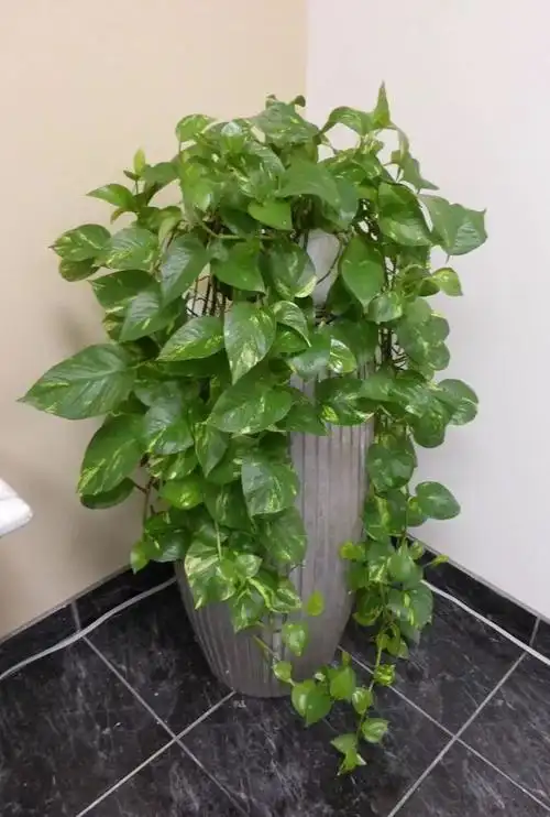 绿萝是办公室和家里最常见的一种爬藤类观叶植物,特别耐阴,养在灯光下