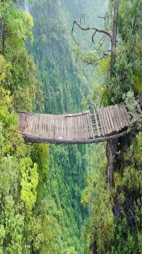 深山老林中有座百年楠木桥,至今没有一人敢过桥.