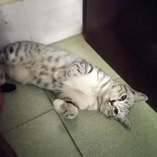 美短和家猫混血的一岁公猫