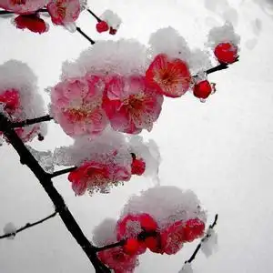 【微信平台】品《卜算子·咏梅》