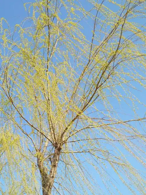 《博涵读书会之我们一起寻找春天》第三十二篇美篇