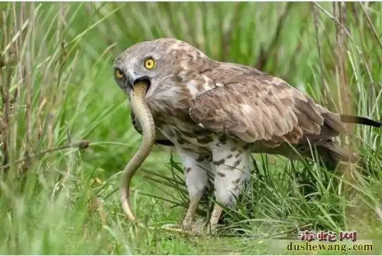 蛇的天敌蛇雕直接吞食12米长眼镜蛇如吃面条