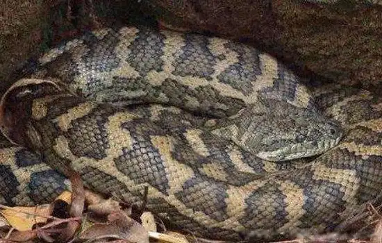 目前来说,比较常见的就是蛇,松鼠,刺猬,蜗牛,亚洲黑熊,冬眠鸟,仓鼠