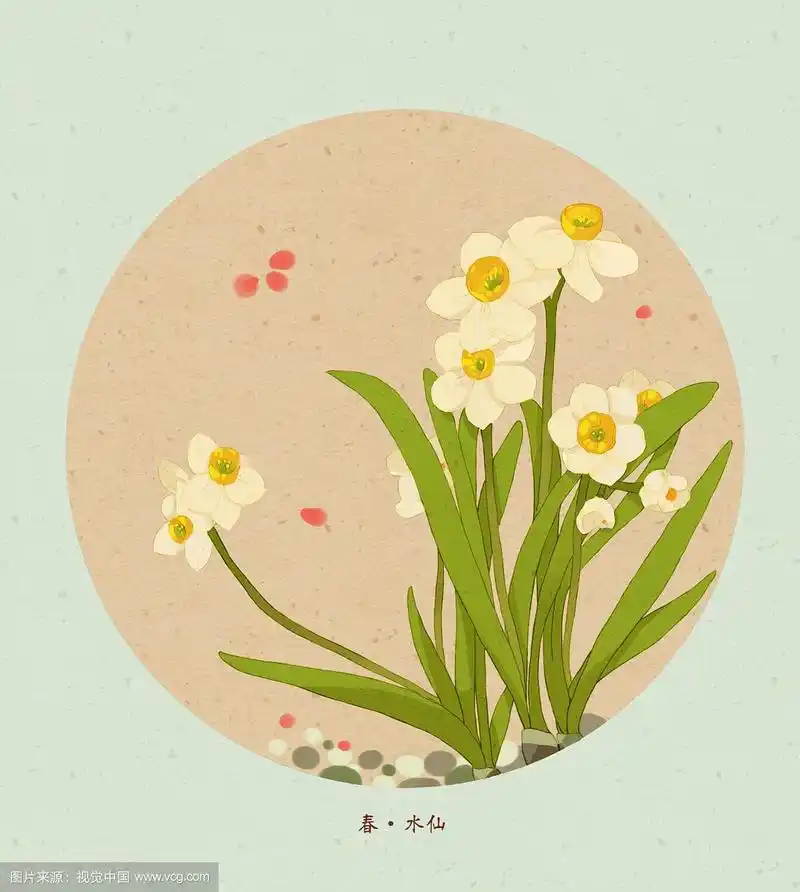 水仙插画