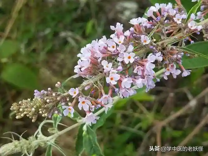 密蒙花的功效与作用常用中药密蒙花