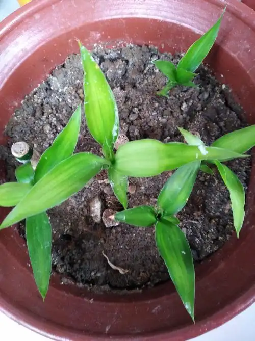 刚发芽的转运竹