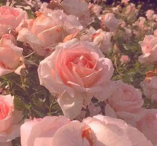 雨天:小清新女头像