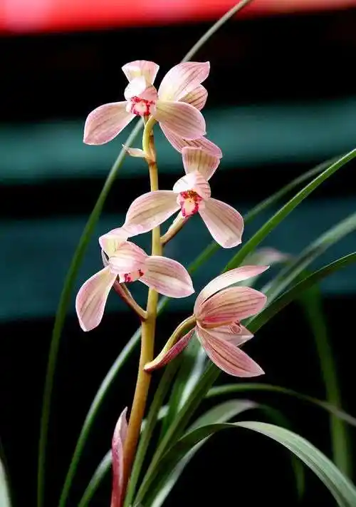 名贵兰花图片大全大图(花中君子) - 赤虎壹号