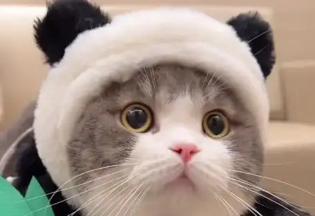 乐乐的土豆多少钱