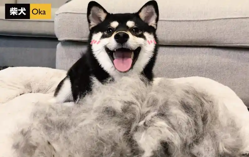 萌宠挑战隐形墙挑战保鲜膜挡路柴犬会有什么反应