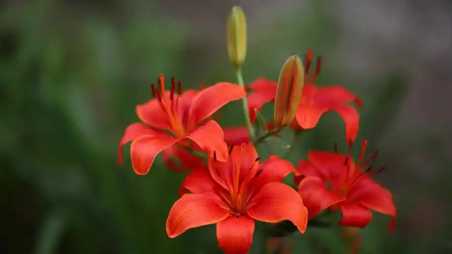 红百合鲜花盛开4k