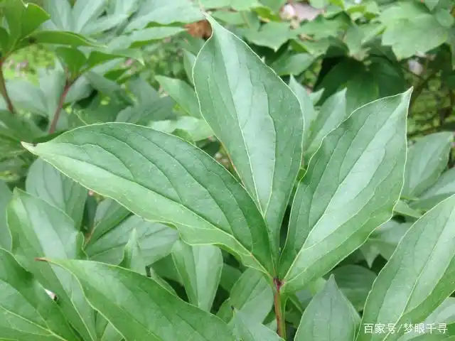 舒展开来也是比较肥大的样子,花开富贵,连叶子也是有种富态的样子