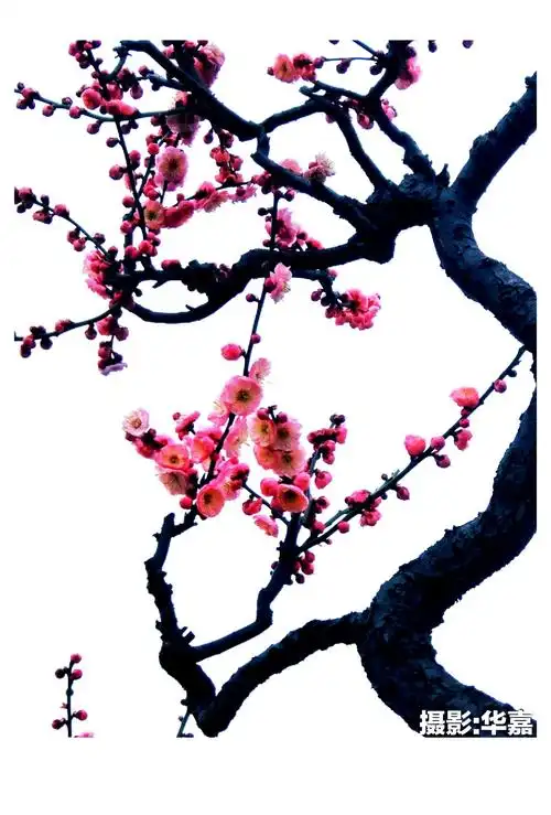 华嘉小友梅花摄影作品