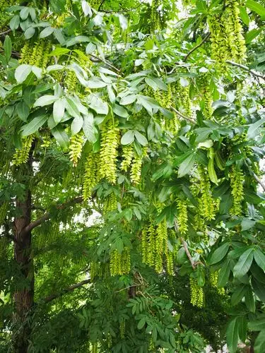 绿色的枫杨树,养眼.