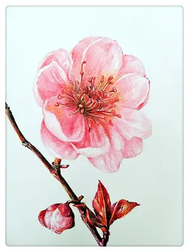 彩铅绘-----梅花
