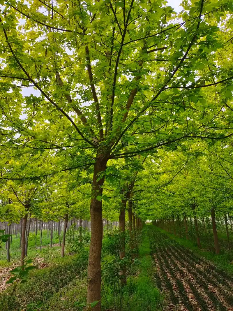 金叶复叶槭无病虫害141516公分