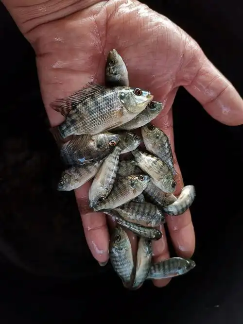 尼罗罗非鱼 单性海南1号罗非苗,青吉奥