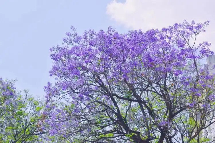 蓝花楹的花语是"——"填空题#昆明拍照  #蓝花楹  #昆明  #调色