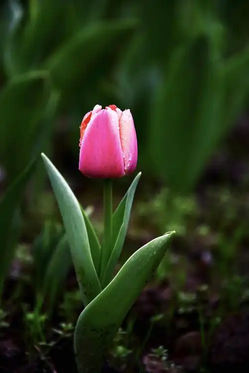 含放的郁金香|摄影|静物|春天来了1 - 原创作品 - 站酷 (zcool)