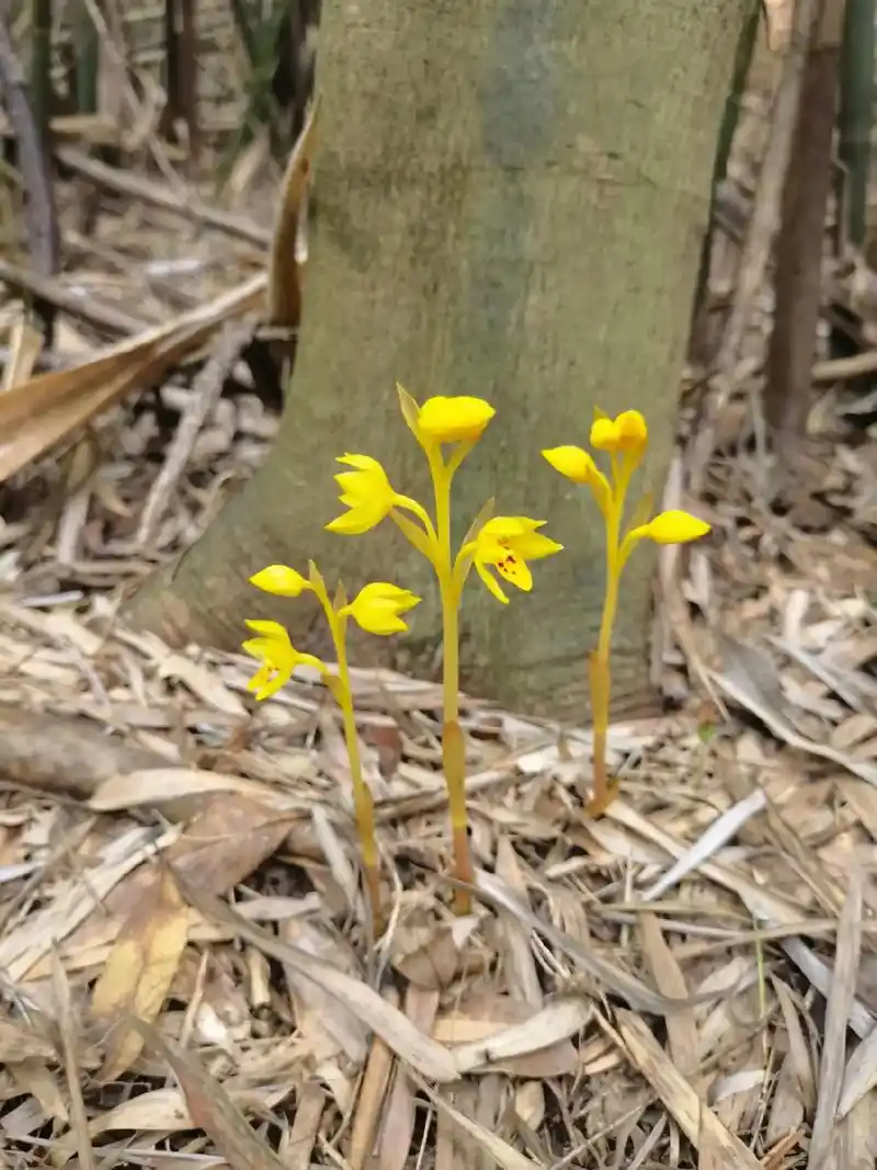 丹霞兰无叶兰(鬼兰),无叶无果,可遇不可求,二级保护植物#一 - 抖音