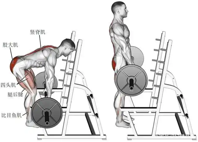 "三大黄金动作"之一的硬拉,到底强在哪里?有哪些训练方法?