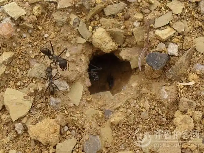 蚂蚁窝的介绍