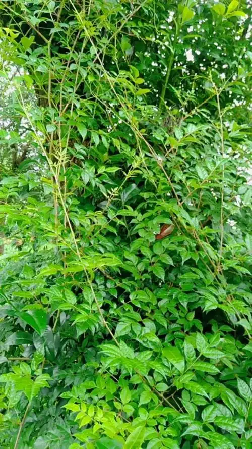 藤茶,清热消肿的良药,回甘生津强.