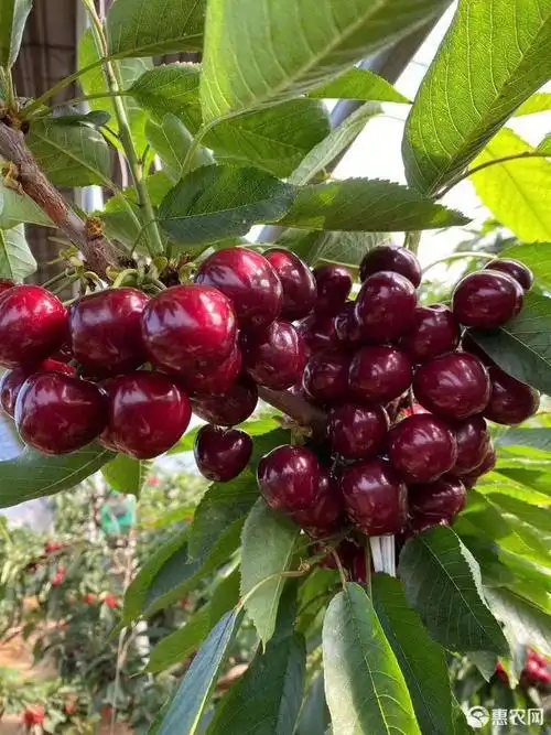 齐早樱桃苗 矮化樱桃树苗基地 美早 俄罗斯8号 鲁樱3号 瑞德 沙王