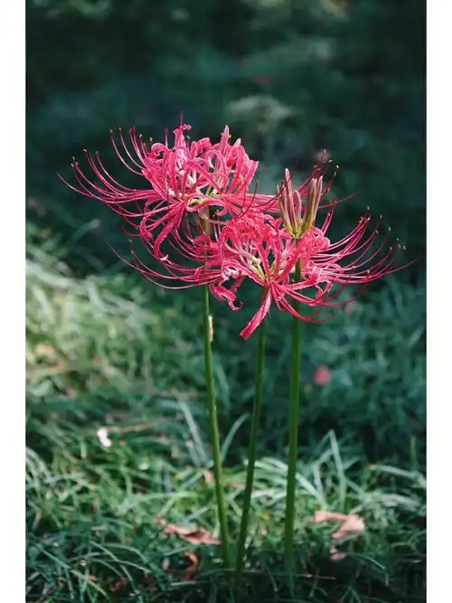 号称花叶永不相见的地狱之花彼岸花竟然在武夷宫也有!
