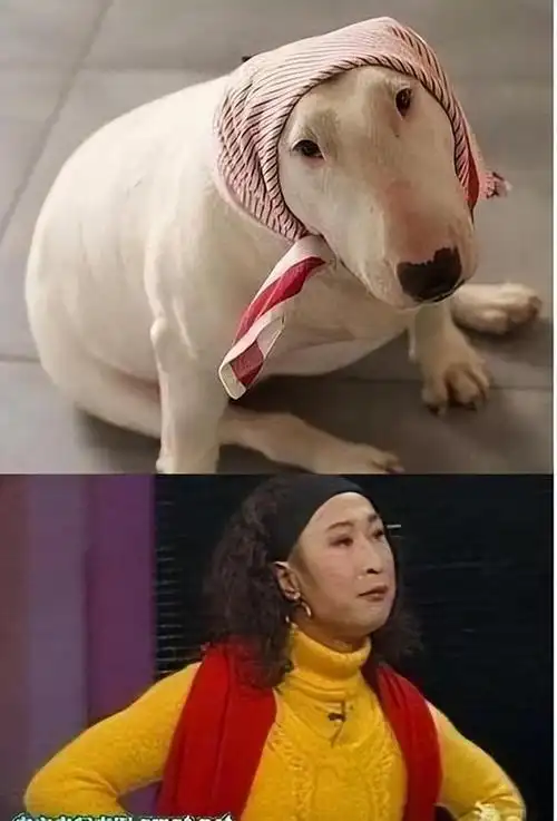 回顾:10位撞脸动物的明星王一博还能忍,看到易烊千玺简直是神似