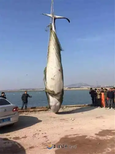 日照渔民捕到8米长的大鲸鱼 _头条_直播日照