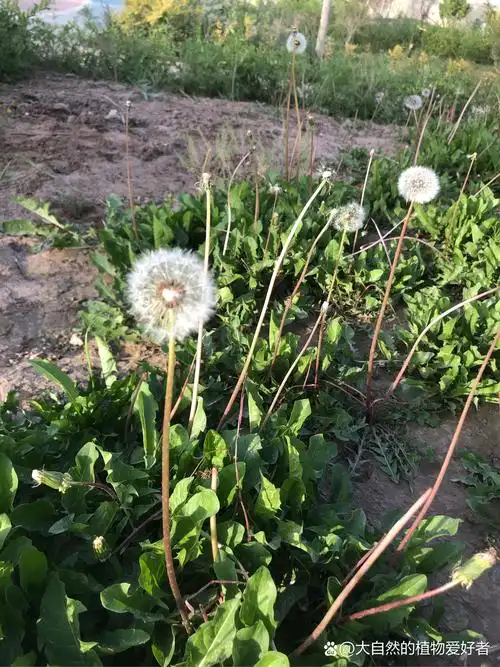 初见这棵蒲公英,我被它洁白圆润的形态深深吸引.