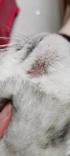 讨论猫癣在脖子上怎么办